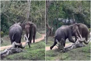 Two ivory elephants fight  elephants fight at karnataka  elephants fight viral video  elephants fight Bandipur  ആനകൾ പോരടിക്കുന്ന ദൃശ്യം  ആനകകൾ കൊമ്പുകോർത്തു  ആനപ്പോര്  വനത്തിൽ കാട്ടാനകൾ പോരടിക്കുന്ന ദൃശ്യങ്ങൾ  ആനകൾ