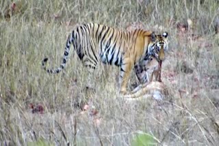Bandhavgarh Tiger Hunting Video