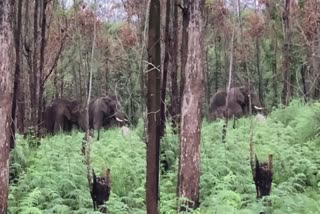 Wild elephant chakkakomban in Idukki  അരികൊമ്പൻ പടിയിറങ്ങി  അരിക്കൊമ്പന്‍  അരിക്കൊമ്പന്‍ പടിയിറങ്ങി  മതികെട്ടാന്‍ ചോലയിലെ നേതാവായി ചക്കകൊമ്പന്‍  തികെട്ടാന്‍ ചോലയുടെ പുതിയ രാജാവായി ചക്കകൊമ്പന്‍  ചക്കകൊമ്പന്‍  ചക്കകൊമ്പന്‍ വാര്‍ത്തകള്‍  ഇടുക്കി വാര്‍ത്തകള്‍  ഇടുക്കി പുതിയ വാര്‍ത്തകള്‍  Idukki news updates  latest news in idukki  news updates  മതികെട്ടാന്‍ ചോലയില്‍ ഭീതി പരത്തി ചക്കകൊമ്പന്‍  അരിക്കൊമ്പന്‍ പടിയിറക്കത്തില്‍ ആശ്വസിക്കാറായില്ല