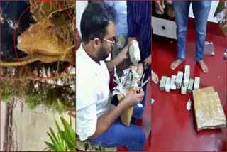 Income Tax department  money hided on the plants  Mysore  Viral video  പൂന്തോട്ടത്തിലെ ചെടികളില്‍  പണം അടങ്ങിയ പെട്ടികള്‍  മരത്തില്‍ കായ്‌ച്ച പണം  ആദായ നികുതി വകുപ്പ്  മൈസൂരു  കര്‍ണാടക  തെരഞ്ഞെടുപ്പ്  പുത്തൂര്‍ വിധാന്‍ സഭ