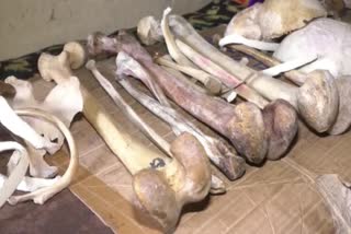 man bones found in polythene in Bhopal