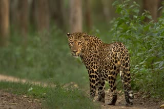 Leopard attacked woman in Gariaband