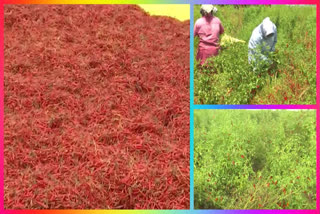 Untimely Rain Causes Massive chilli crop