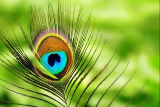 Benefits of peacock feathers