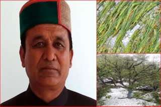 Revenue Minister Jagat Singh Negi on loss of crops due to Rain in Himachal Pradesh .