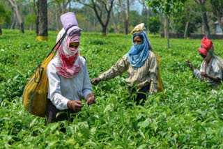 Assam Tea Garden