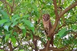 rare owl rescued in sundargarh