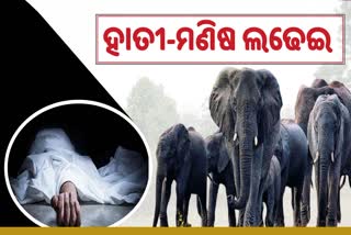 four killed by elephant attack in angul