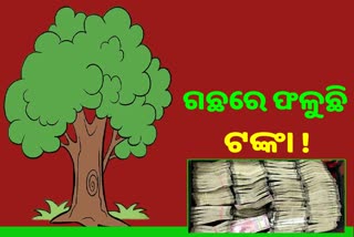 ଗଛରୁ ବାହାରିଲା କୋଟିଏ ଟଙ୍କା