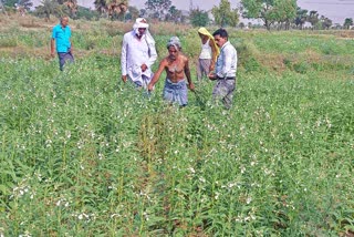 गया का प्रसिद्ध तिलकुट