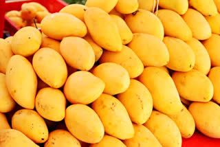 Minister Ma Subramanian said in the last one week 16 tons of artificially ripened mangoes have been seized in Tamil Nadu