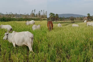 Damaged Crops