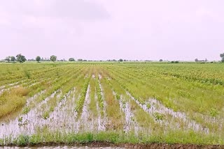 તાપી: કમોસમી પડી પડિરહેલા વરસાદે કેટલાક ખેડૂતોને રાતા પાણીએ રડાવ્યા