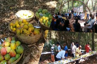 Mavu  Mango fair in Kannpuram in Kannur  മാമ്പഴ മധുരം പകര്‍ന്ന് കണ്ണപുരം  മേളയൊരുക്കി നാട്ടുമാഞ്ചോട്ടില്‍ കൂട്ടായ്‌മ  മികച്ച അനുഭവമെന്ന് കാഴ്‌ചക്കാര്‍  കണ്ണപുരം നാടന്‍ മാവ് ഗ്രാമം  നാട്ടുമാഞ്ചോട്ടില്‍ കൂട്ടായ്‌മ