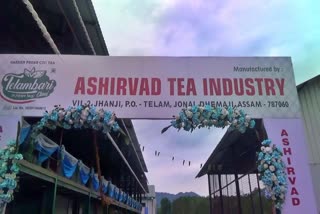 New tea factory in Jonai