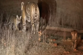Tigress gave birth to 2 cubs in panna