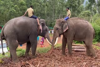 Mission Arikkomban  Kumki Elephant  Vikram and Sooryan left Chinnakanal  Chinnakanal  Kumki Elephants  സുരേന്ദ്രനും കുഞ്ചുവിനും പിന്നാലെ  വിക്രമും സൂര്യനും മലയിറങ്ങി  അരിക്കൊമ്പനെ സുരക്ഷിതമായ കൈകളിലേല്‍പ്പിച്ച്  അരിക്കൊമ്പന്‍  കുങ്കിയാന  വനംവകുപ്പ്  ആനകള്‍