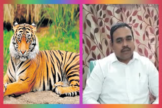 tiger migration in durgi palnadu district