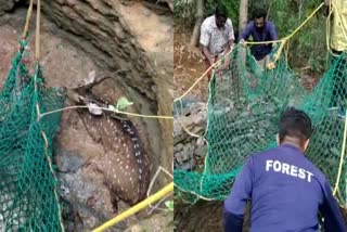 Deer rescued after fell into well  Deer rescued  പുള്ളിമാന് രക്ഷകരായി വനംവകുപ്പ്  കിണറ്റില്‍ വീണ പുള്ളിമാനെ രക്ഷപ്പെടുത്തി  Ottapalam in Palakkad  kerala news updates  animal news updates