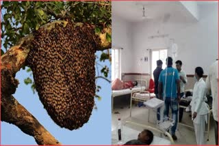 sehore honey bee attack