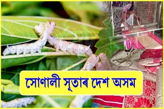 Cultivation of silkworms