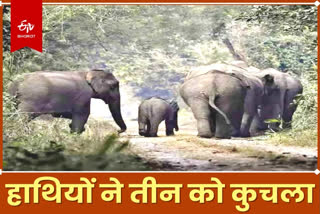 Elephants killed three people in Latehar