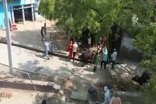 مدھیہ پردیش کے مورینا میں فائرنگ، چھ افراد کی موت