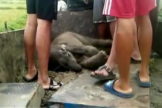 Elephant rescue