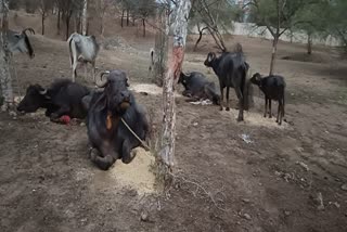 smuggling of buffaloes in panna