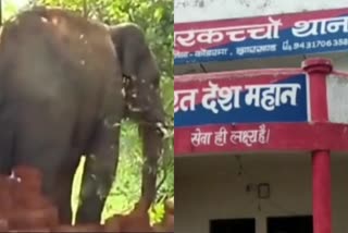 elephants killed person in Markachho