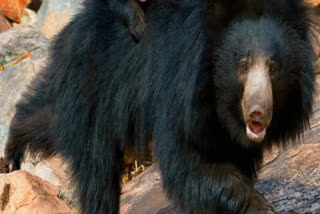 Sariska bear moved in residential areas