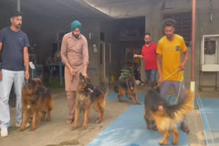 Davinder Singh in Moga, who has bred around 50 German Shepherd dogs