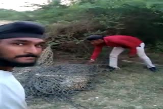Kheda Crime: દીપડાની પૂંછડી ઊંચી કરી વિડીયો બનાવનાર બે શખ્સોની ધરપકડ, રિમાન્ડ મંજૂર