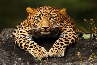 Leopard in search of prey in Shivpuri