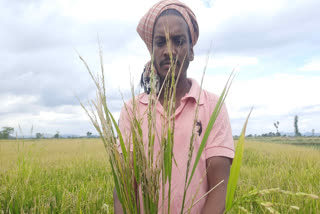 farmers crop in Dhamtari Sihawa