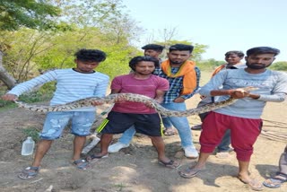 Narmadapuram 6 feet long python rescue