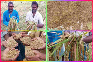 Tallarevu farmers