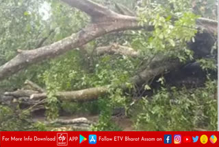 Heavy storm in Dibrugarh