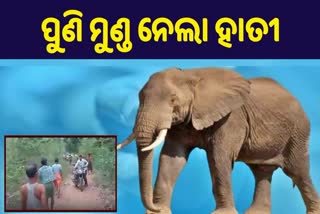 elephant attack in angul