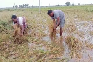 Crop Damage in Khammam District