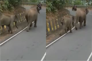 Elephant video