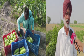 Farmer Gurdeep Singh started organic vegetable farming out of the circle of traditional crops