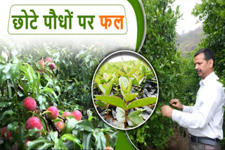 Horticulture and Forestry College Neri developed high density farming Horticulture and Forestry College Neri developed high density farming