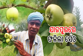 farmer cultivated apple