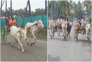 bullock cart race