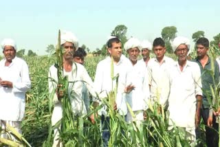 banaskantha-unseasonal-rain-bajra-crop-damaged-by-unseasonal-rain-in-wachhol-village-of-dhanera