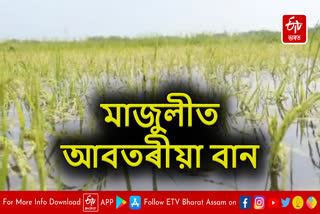 Paddy crop submerged in flood in Majuli