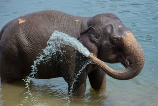 Elephants are Bathing