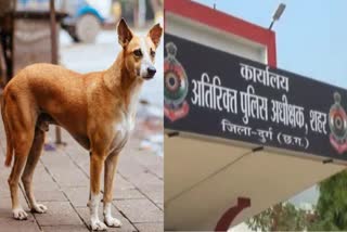 accused arrested for killing stray dog