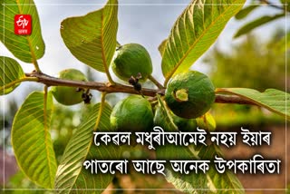How to use guava leaves in our regular life to get the most benefits